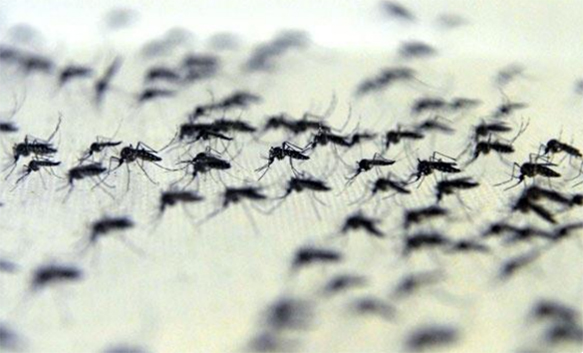 Imagem de vários mosquitos